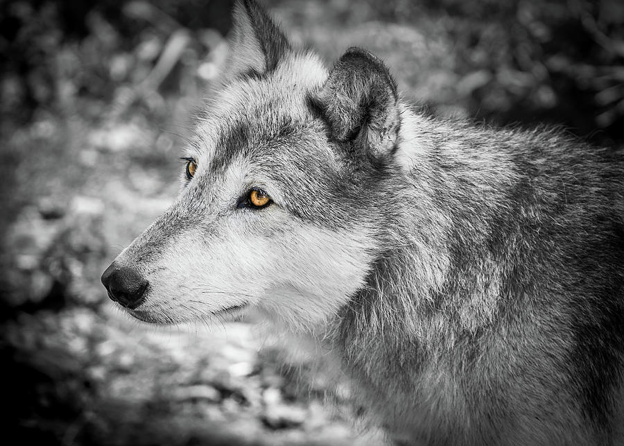 Black and white portrait of wolfdog from Canadian Rockies Photograph by Peter Kolejak