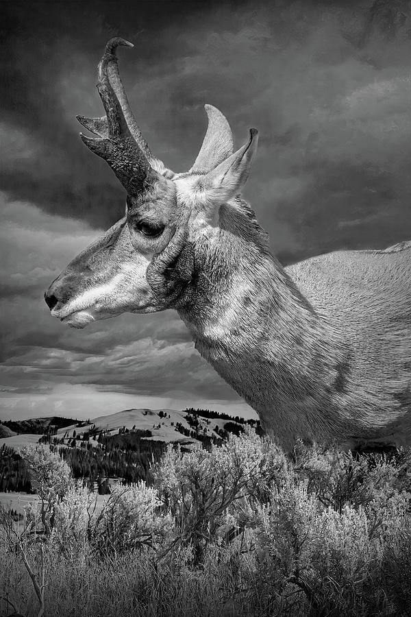 Black and White Portrait Photograph of Pronghorn Antelope Photograph by Randall Nyhof