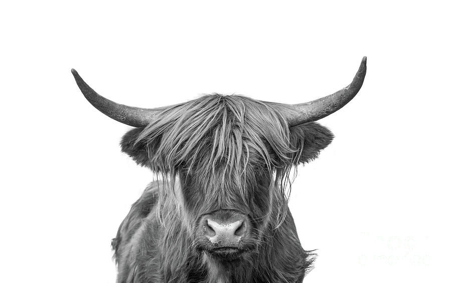 Black and White Portrait Scottish Highland Cow Animal / Nature ...