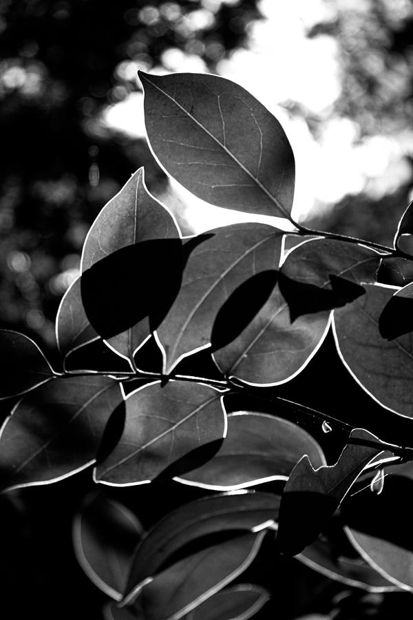 Black and White Privet Leaves in the Sun Photograph by W Craig Photography