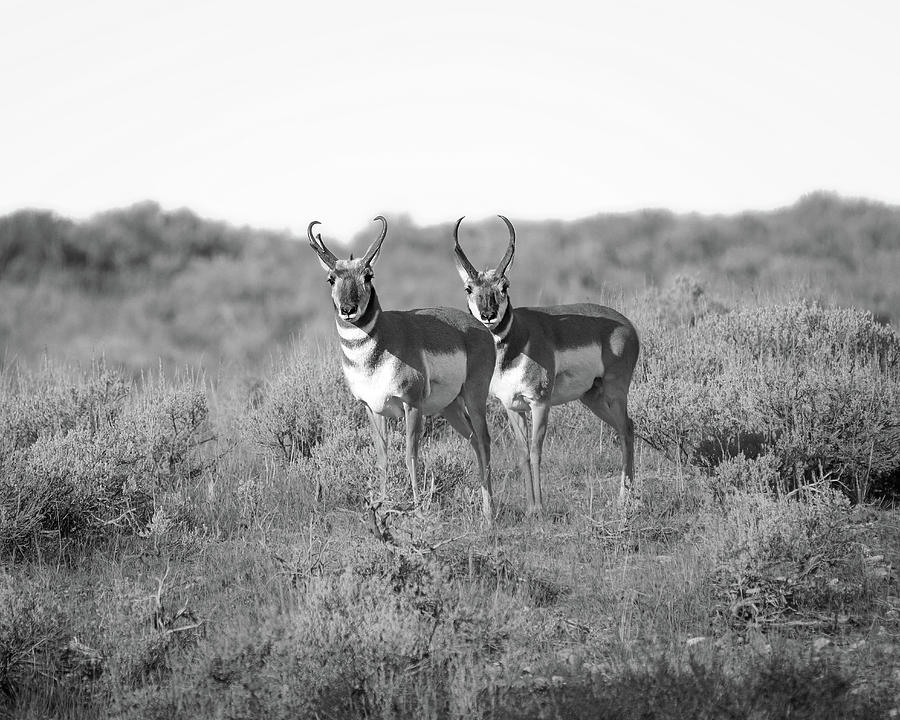 Black And White Pronghorn Pair Photograph by Dan Sproul