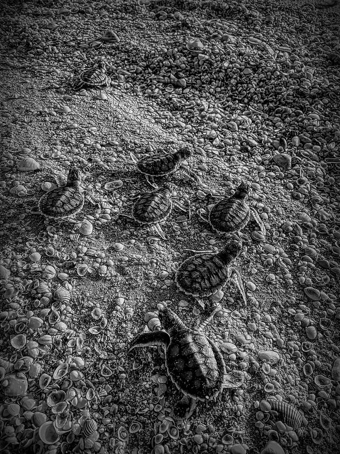 Black And White  Race On Baby Flatback Turtles Photograph by Joan Stratton