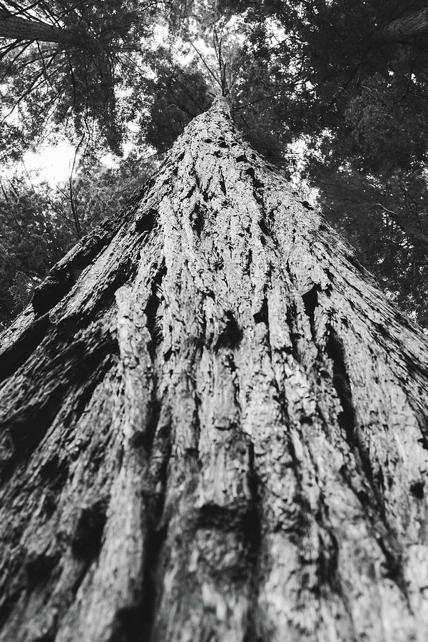 Black and White Redwood Photograph by Ellen Stone - Fine Art America