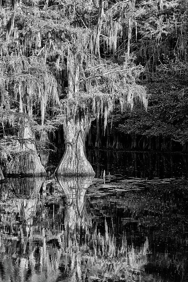 Black and White Reflections Caddo Lake Photograph by JC Findley