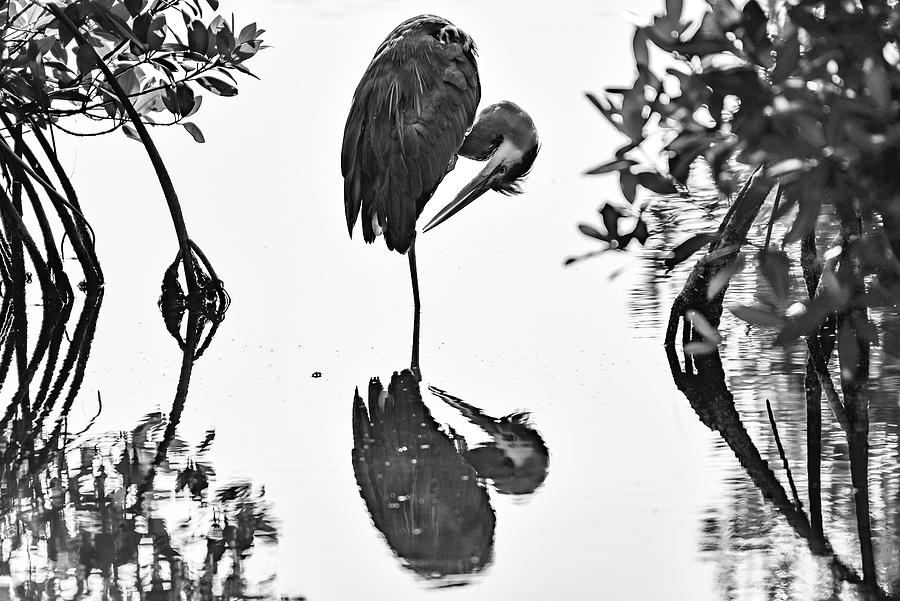 Black and White Reflections Photograph by Pamela McDaniel
