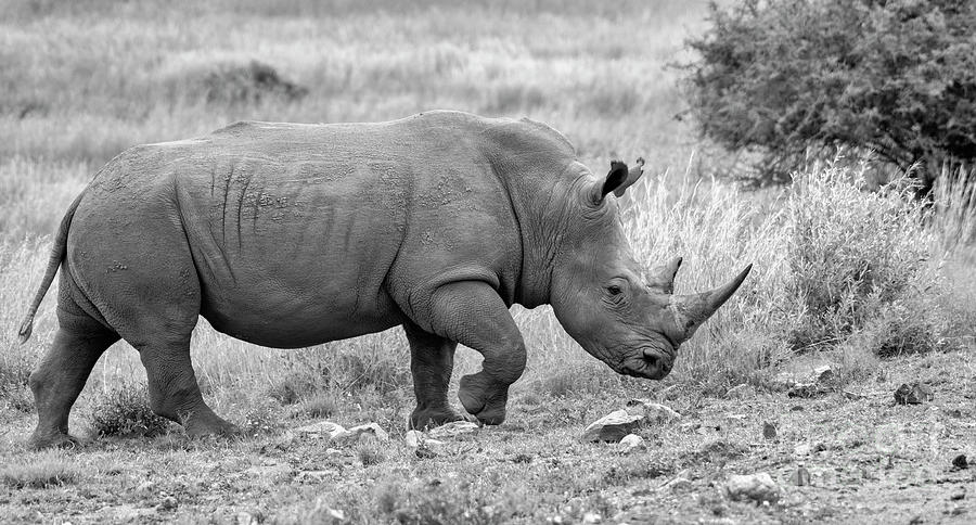 Black and White Rhino Photograph by Patrick Nowotny