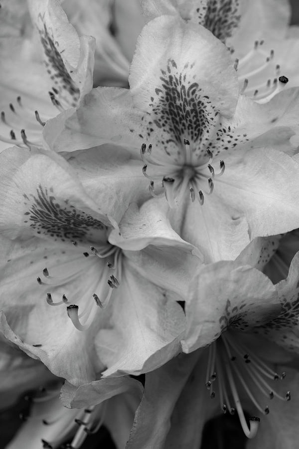 Black And White Rhododendron Photograph by Steve Gravano