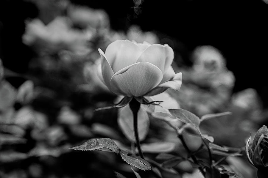 Black and White Rose Photograph by Amanda Poffenberger - Fine Art America