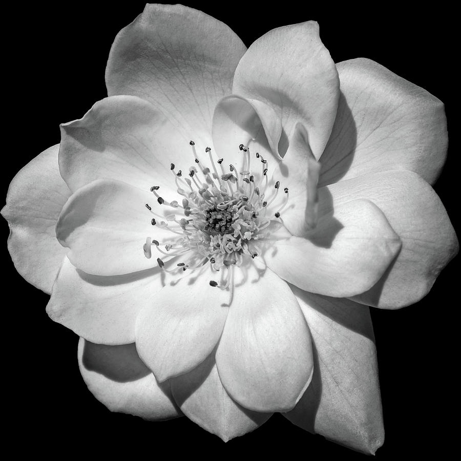 Black And White Photograph - White Rose by Arina Gallery