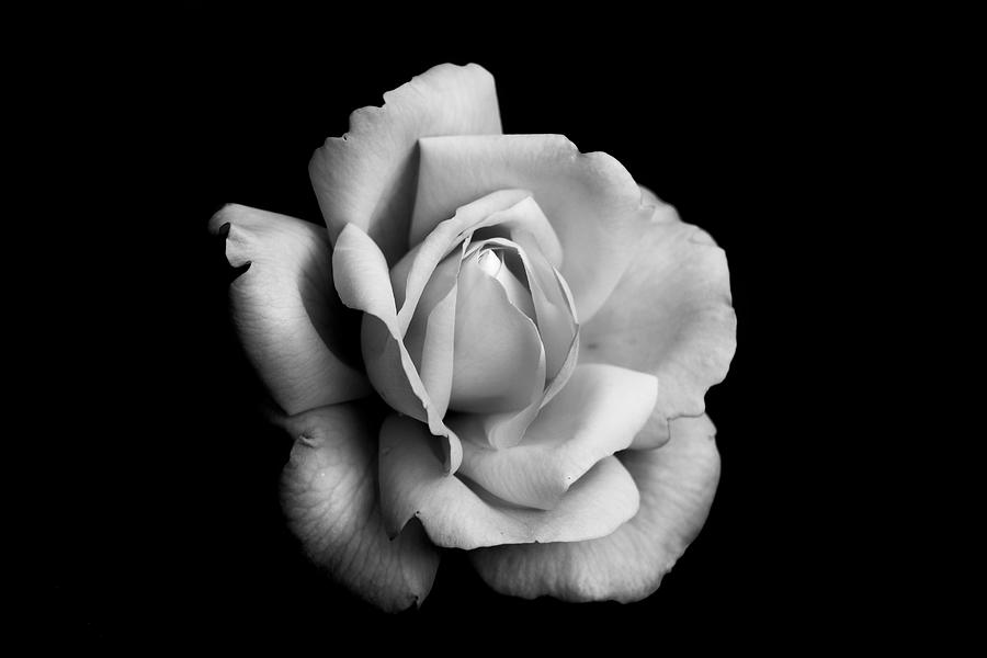 Black and White Rose Bloom Photograph by Carrie Hannigan