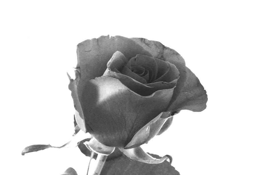 Black And White Rose Bud Photograph by Lynne Iddon - Pixels