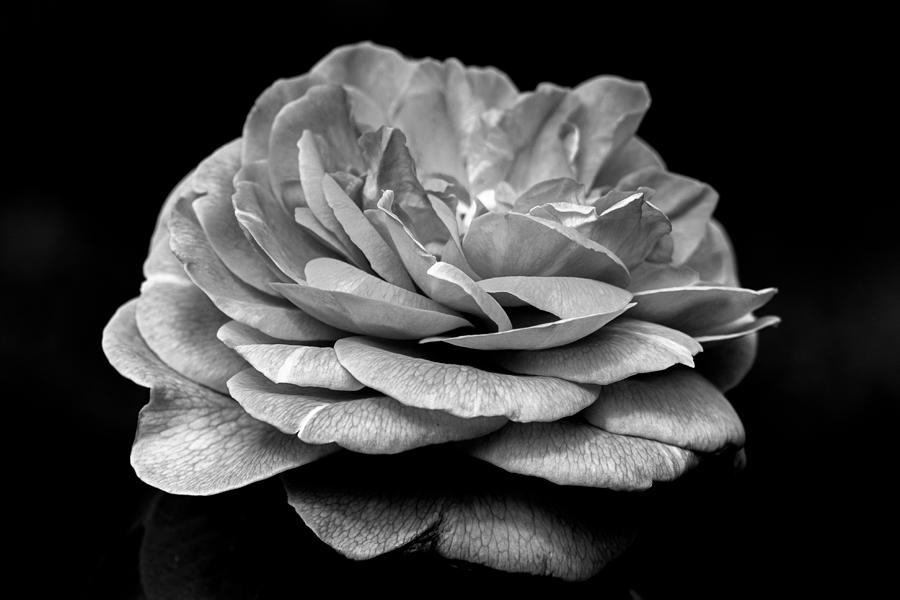 Black and White Rose Photograph by Carrie Hannigan