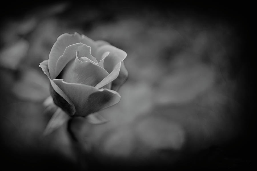 Black and White Rose Photograph by Paula Ponath