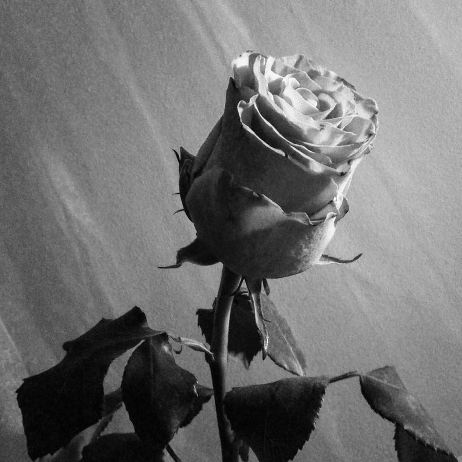 Black N White Rose Photograph by StELt DaRk - Fine Art America