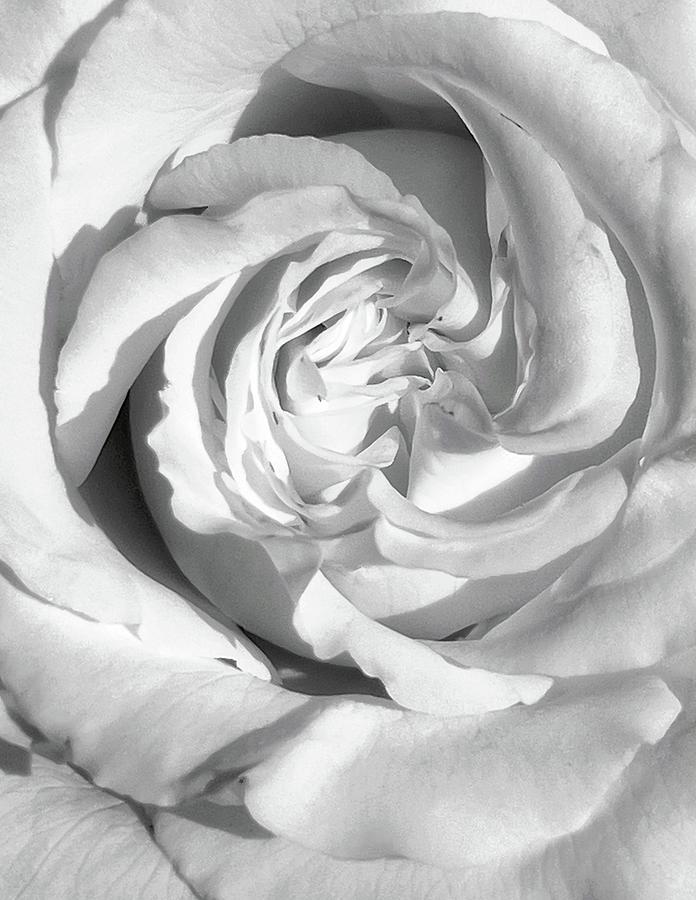 Black and White Rose Photograph by Steph Gabler