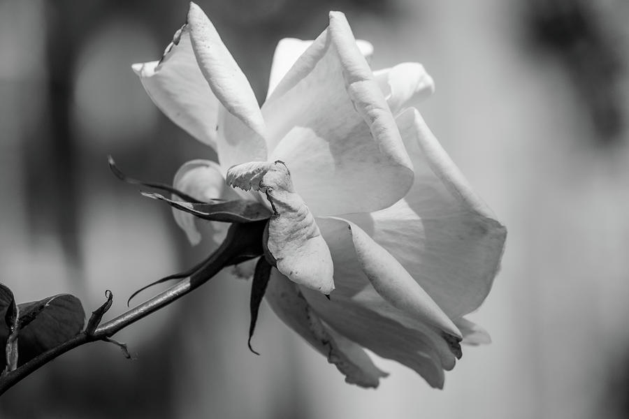 Black And White Rose With Blurred Background Photograph