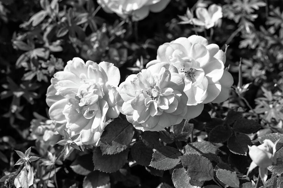 Black and White Roses In The Garden Photograph by Tanya C Smith