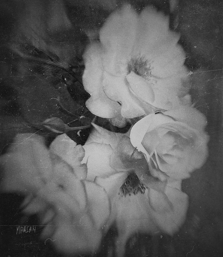 Black and White  Roses  Digital Art by Mariam Bazzi