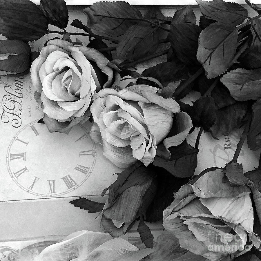 Black and White Roses On French Parisian Book Modern Black White ...