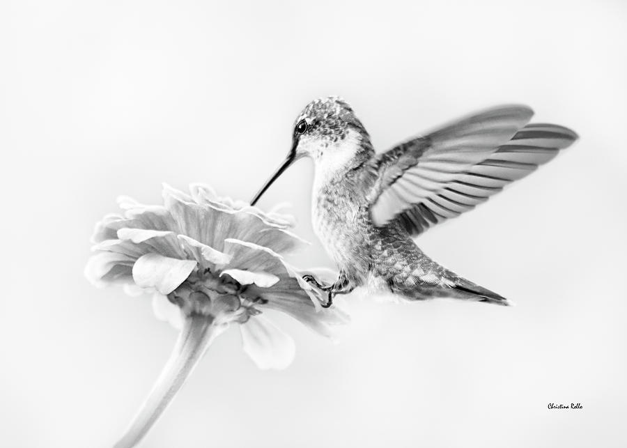 black and white photography hummingbird