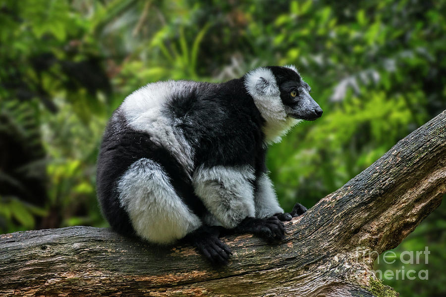 Black-and-White Ruffed Lemur Photograph by Arterra Picture Library