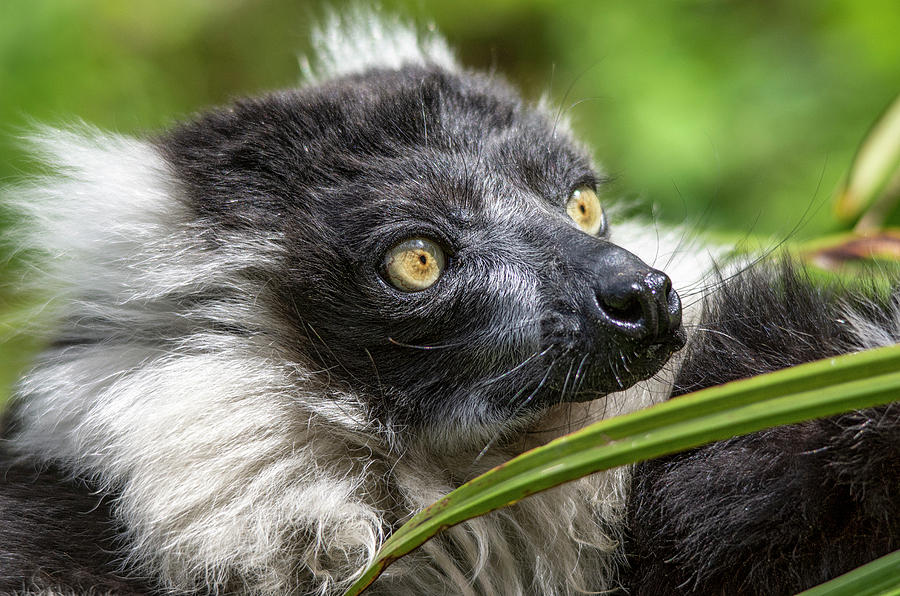 Black And White Ruffed Lemur Portrait Photograph