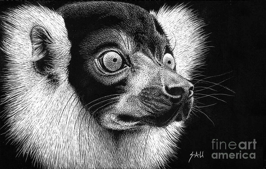 Black and White Ruffed Lemur Drawing by Sheryl Unwin