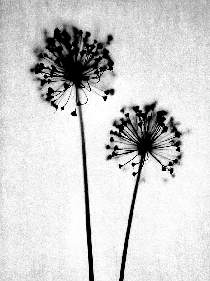 Black and White Rustic Dandelion Photograph Photograph by Janine Aykens