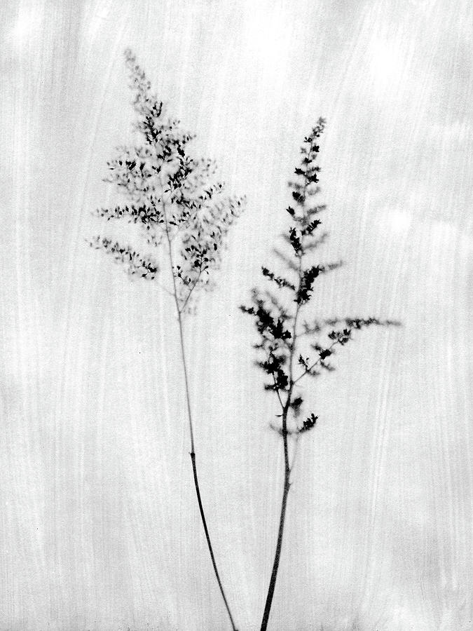 Black and White Rustic Wildflower Photograph 2 Photograph by Janine Aykens