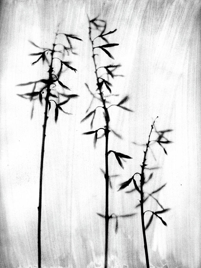 Black and White Rustic Wildflower Photograph 3 Photograph by Janine Aykens