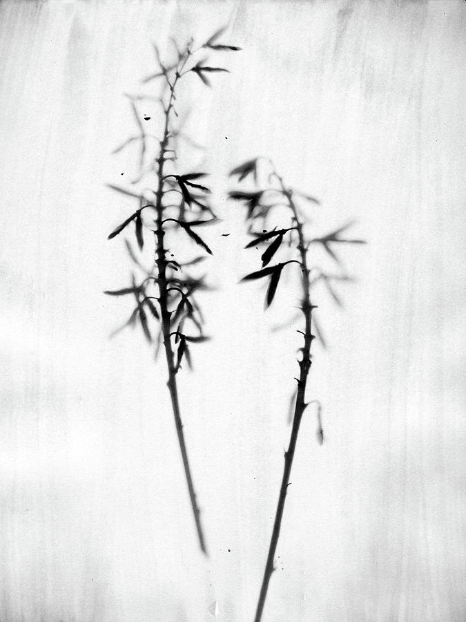 Black and White Rustic Wildflower Photograph 4 Photograph by Janine Aykens