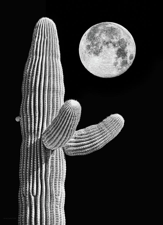 Black and White Saguaro Cactus and Moon Photograph by Jennie Marie Schell