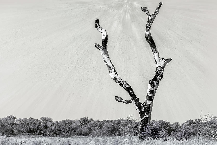 Black and White Scarred Cottonwood Photograph by Debra Martz