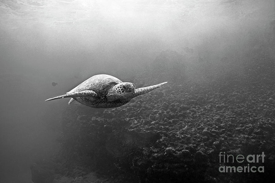 Black And White Photograph - Black and White Sea Turtle Print by Paul Topp