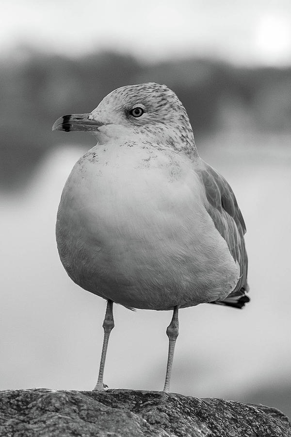 Black and white seagull Photograph by David Dole - Fine Art America