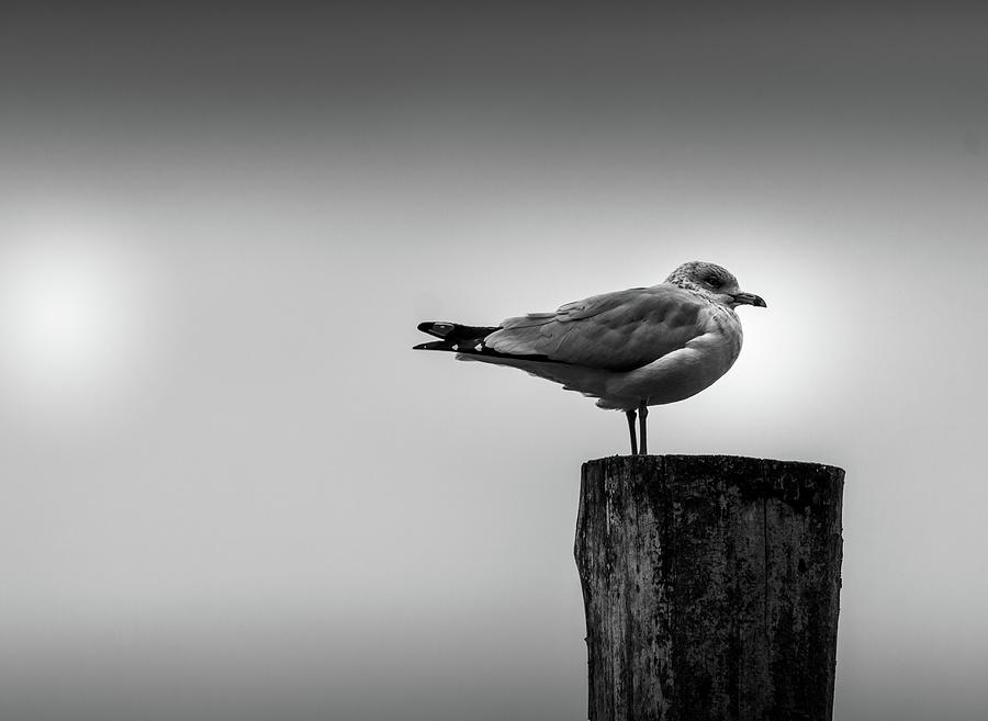 Black And White Seagull On Tree Branch Top Photograph by Catherine ...