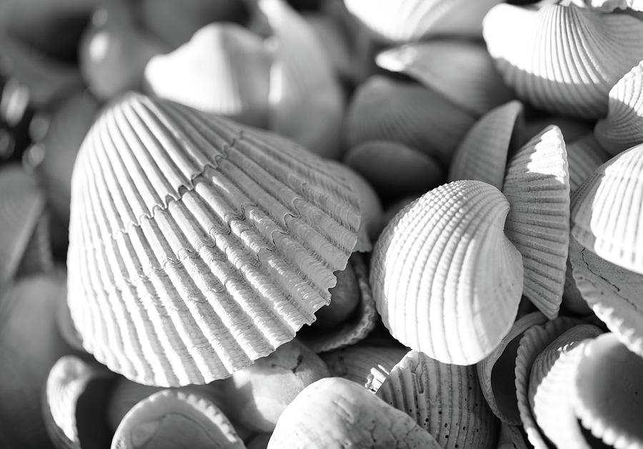 Black And White Seashells Macro Photograph by Dan Sproul