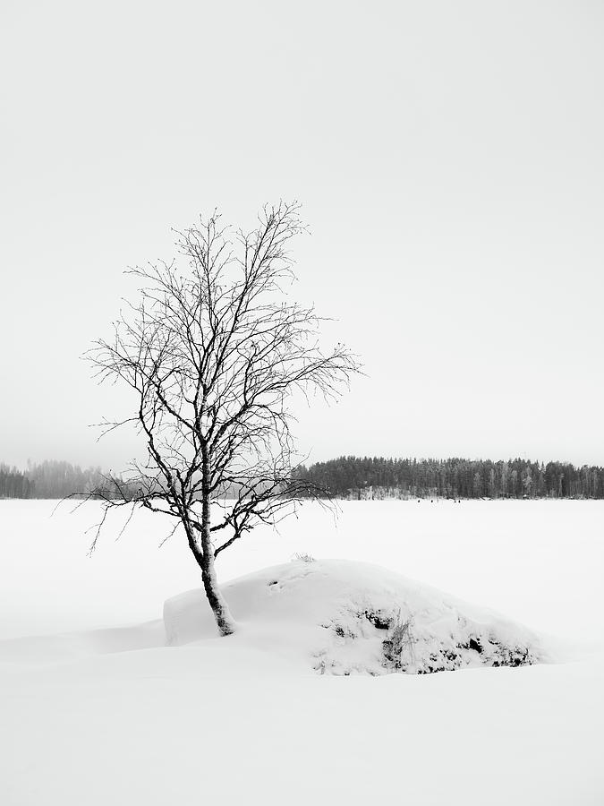 Black and white season 4. From the hard ground Photograph by Jouko Lehto