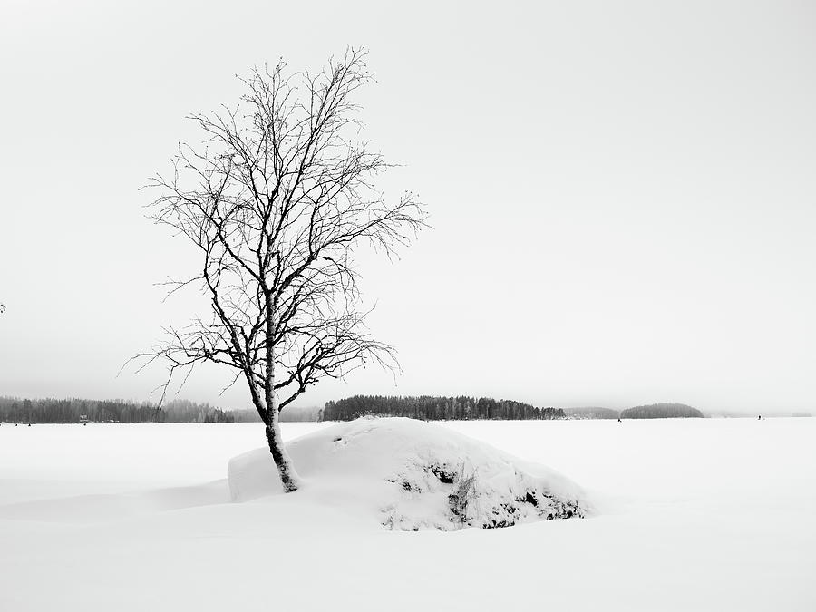 Black and white season 5. From the hard ground II Photograph by Jouko Lehto