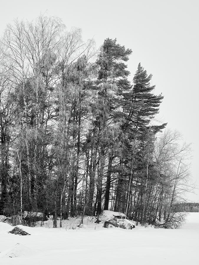 Black and white season 8. The winter is still strong Photograph by Jouko Lehto