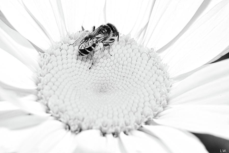 Black And White Shasta Daisy And Bee Photograph by Lisa Wooten