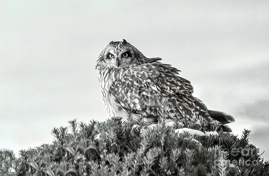 Black and White Short Eared Owl Photograph by Teresa Jack