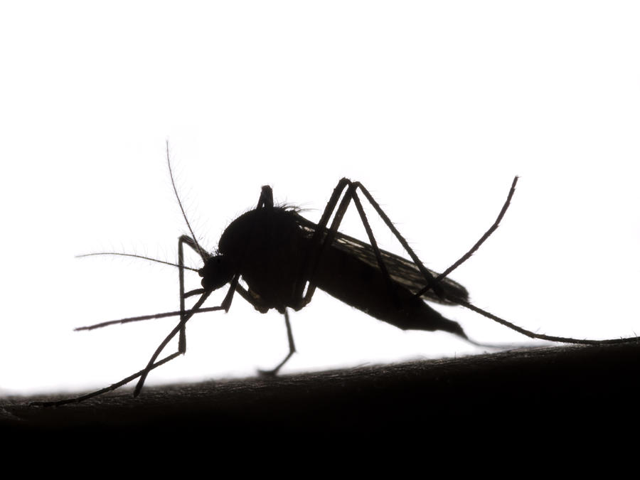 Black and white silhouette of mosquito Photograph by Doug4537