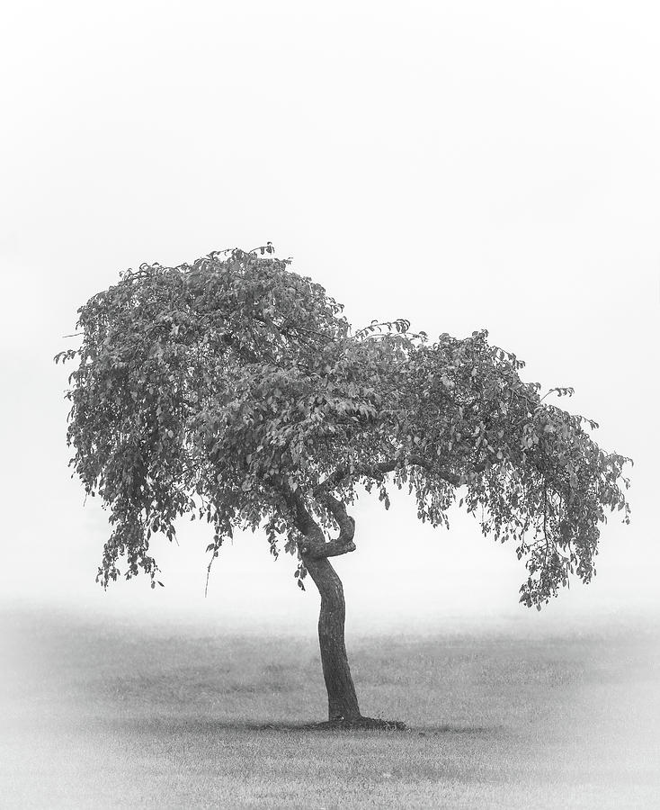 Black And White Single Tree Photograph by Dan Sproul