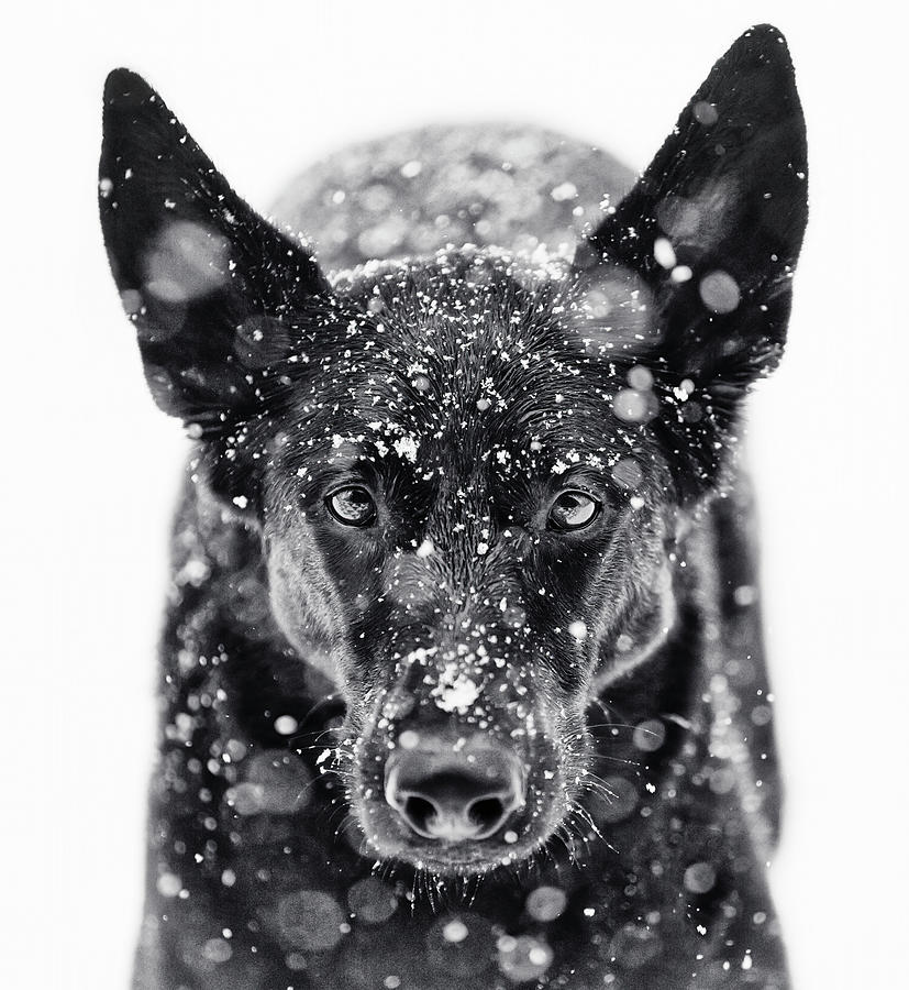 Black and White Snow Photograph by Amber Kresge