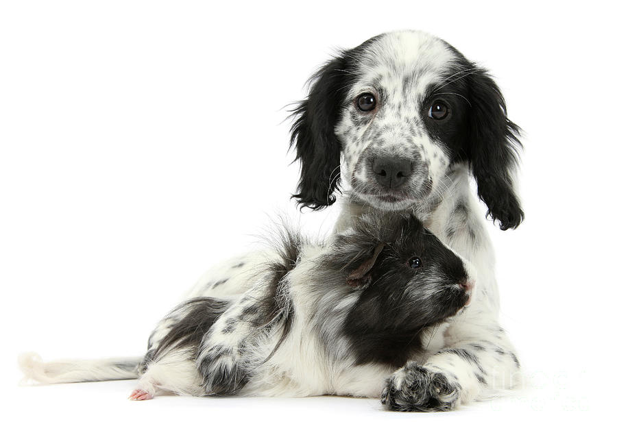 Black-and-white Spaniel and Guinea Pal Photograph by Warren Photographic