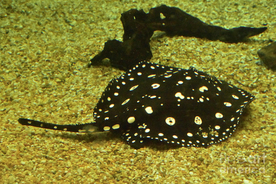 Black and White Spotted Stingray Hovering Over Bottom Photograph by ...