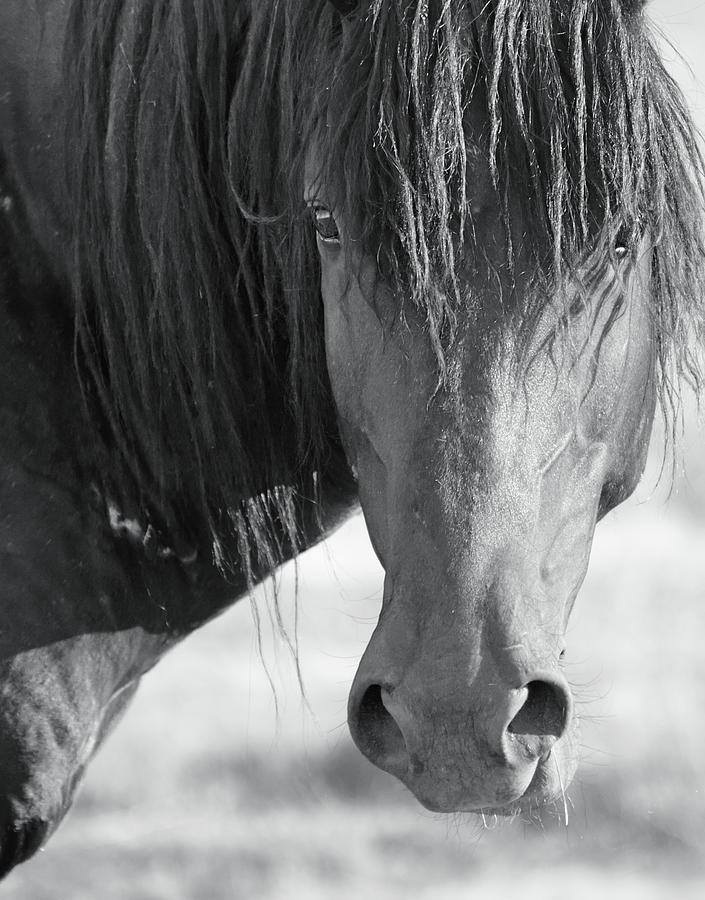 Black And White Stallion Photograph by Barbara Sophia Travels