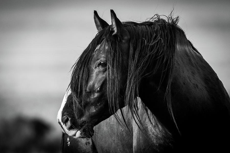 Black and White Stallion Photograph by Julie Argyle
