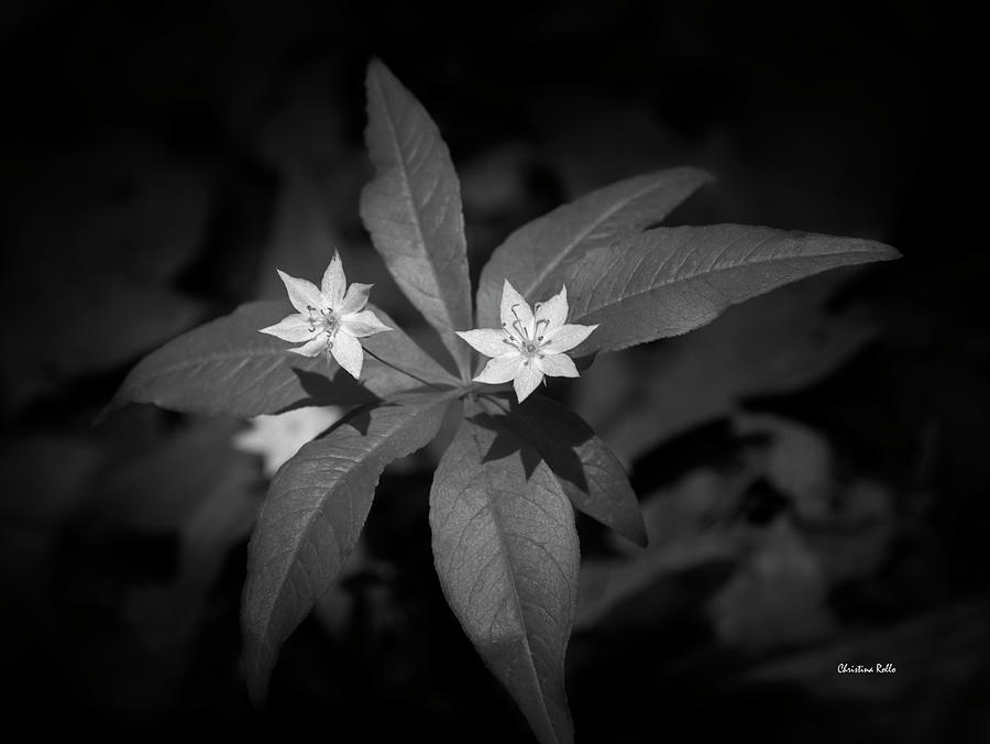 Black And White Star Flowers Photograph by Christina Rollo